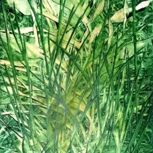 An artwork by Karola July